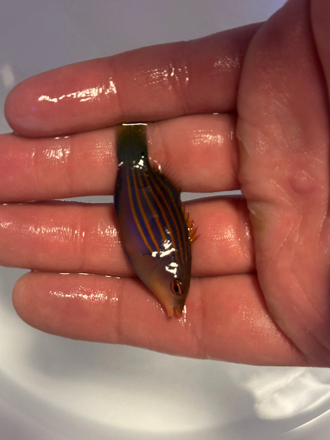 Six Line Wrasse (2”)
