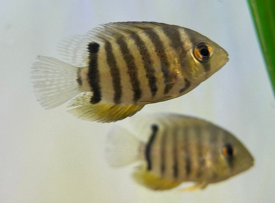 Baby Red Shoulder Severum (1.75-2”)