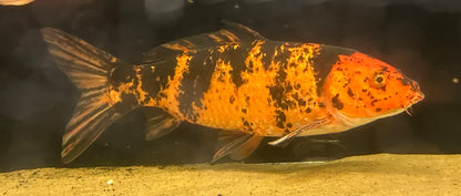XL Black and Red Koi (15-16”)
