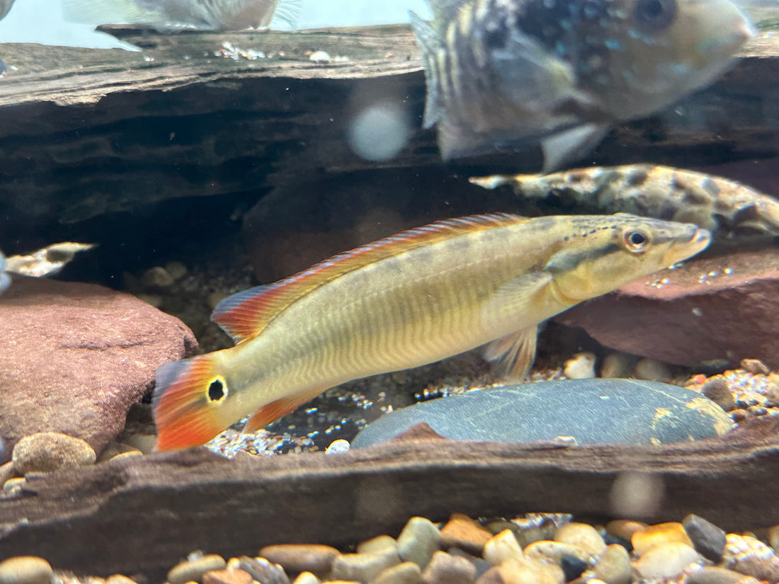 Xingu 1 Pike Cichlid (6”+)
