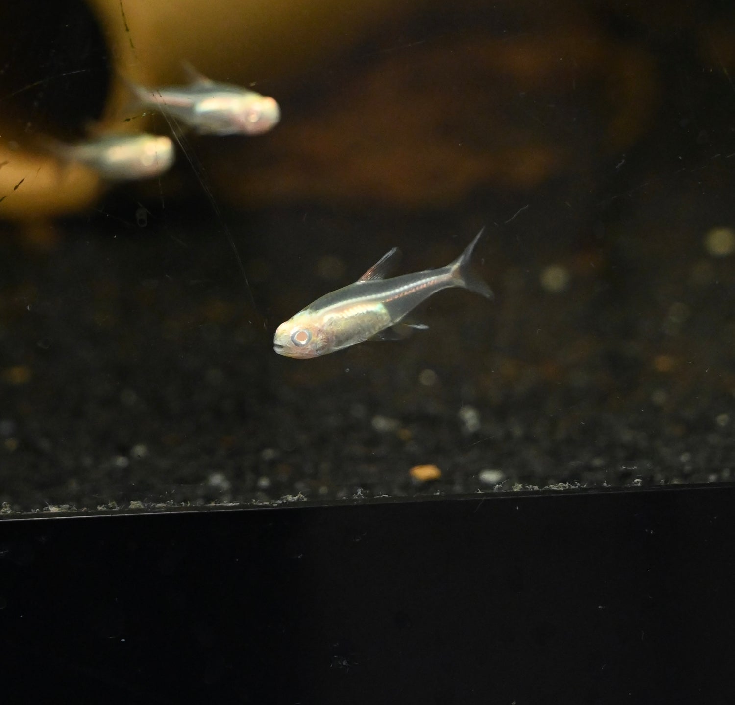 Tetra Albino Glo Light (0,75”)