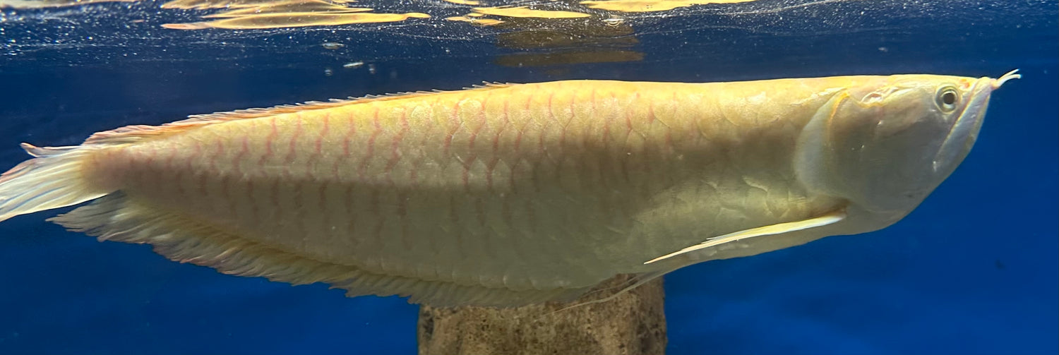 XL Albino Silver Arowana (20-22”+)