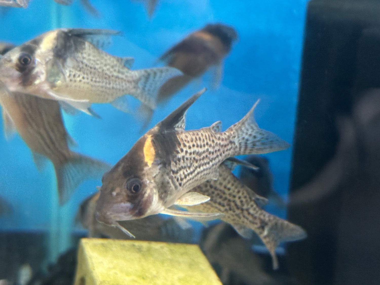 LARGE Wotroi Cory (2”+)