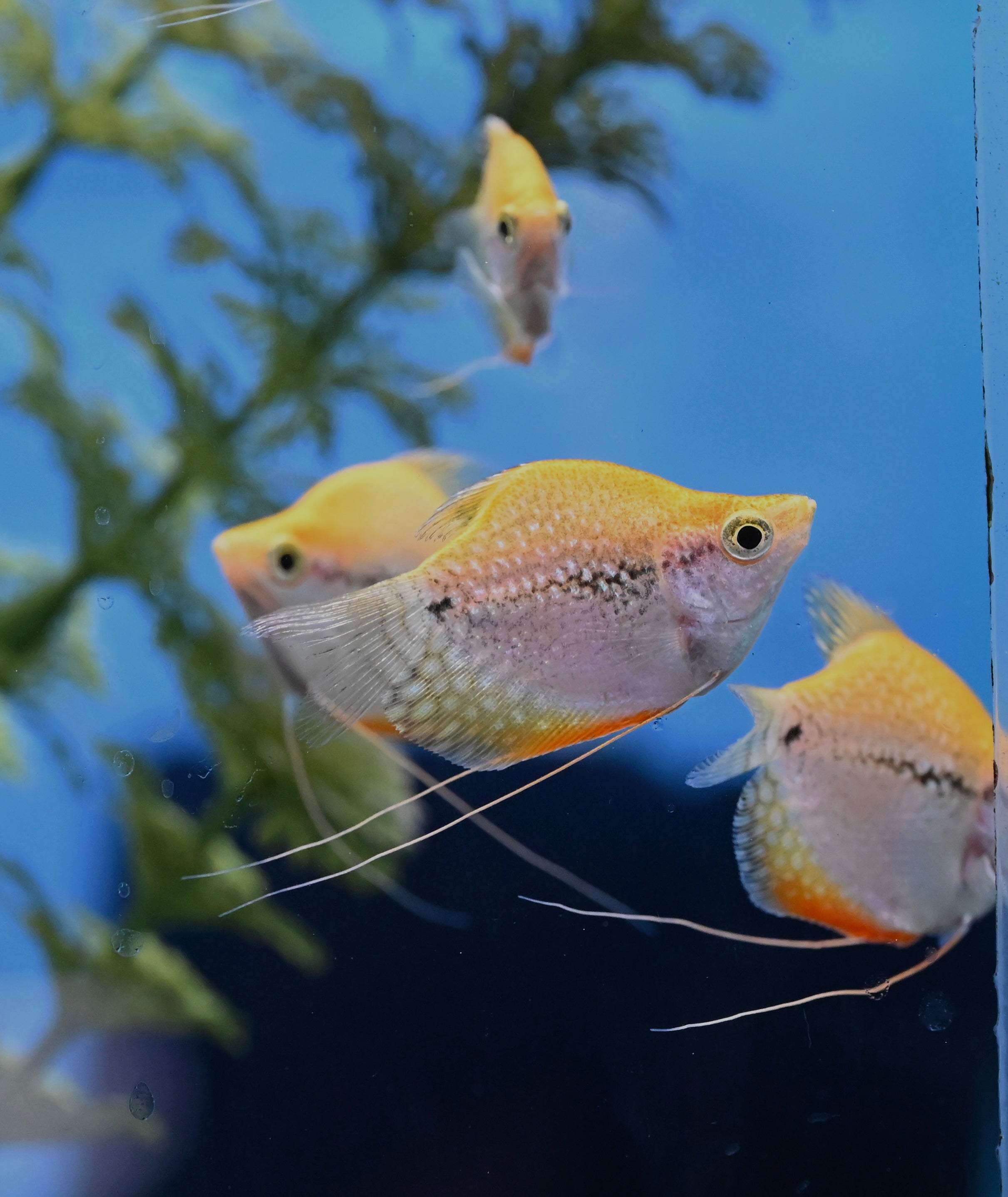 Balloon Pearl Gourami (1.75-2”)