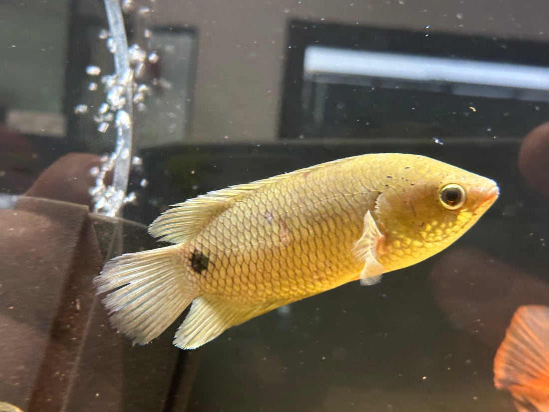Ctenopoma kingsleyae (4”)