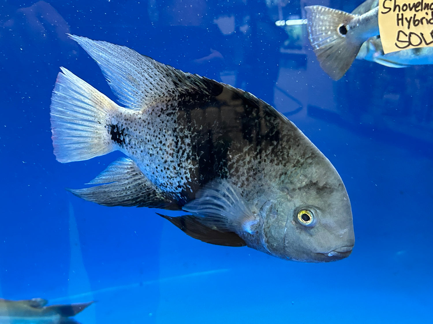 XL Blackbelt Vieja Cichlid (9-10”)