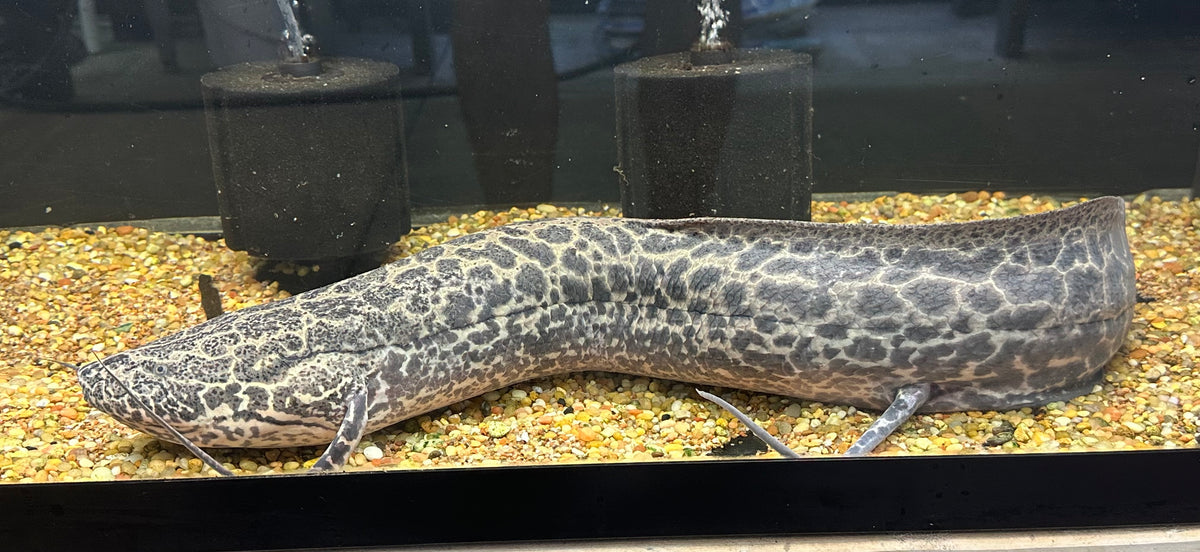 Jumbo Marble African Lungfish (30”+)