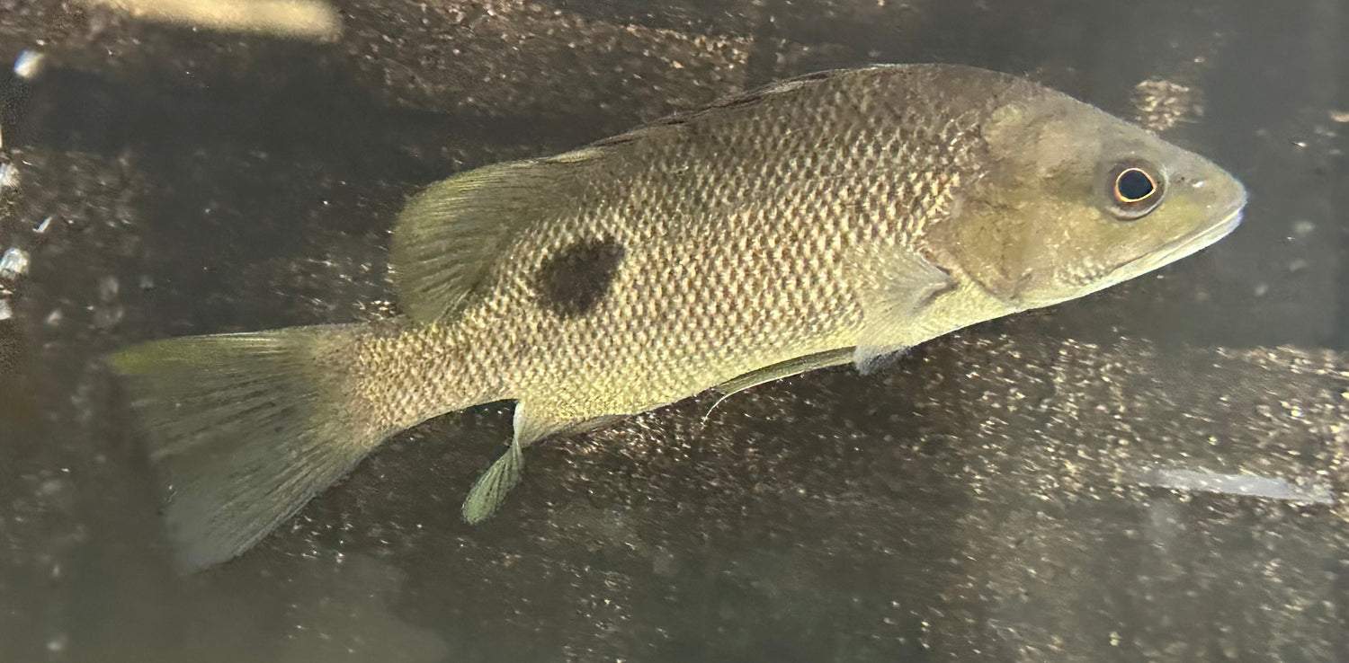 Spot Tail Mangrove Jack (7”)