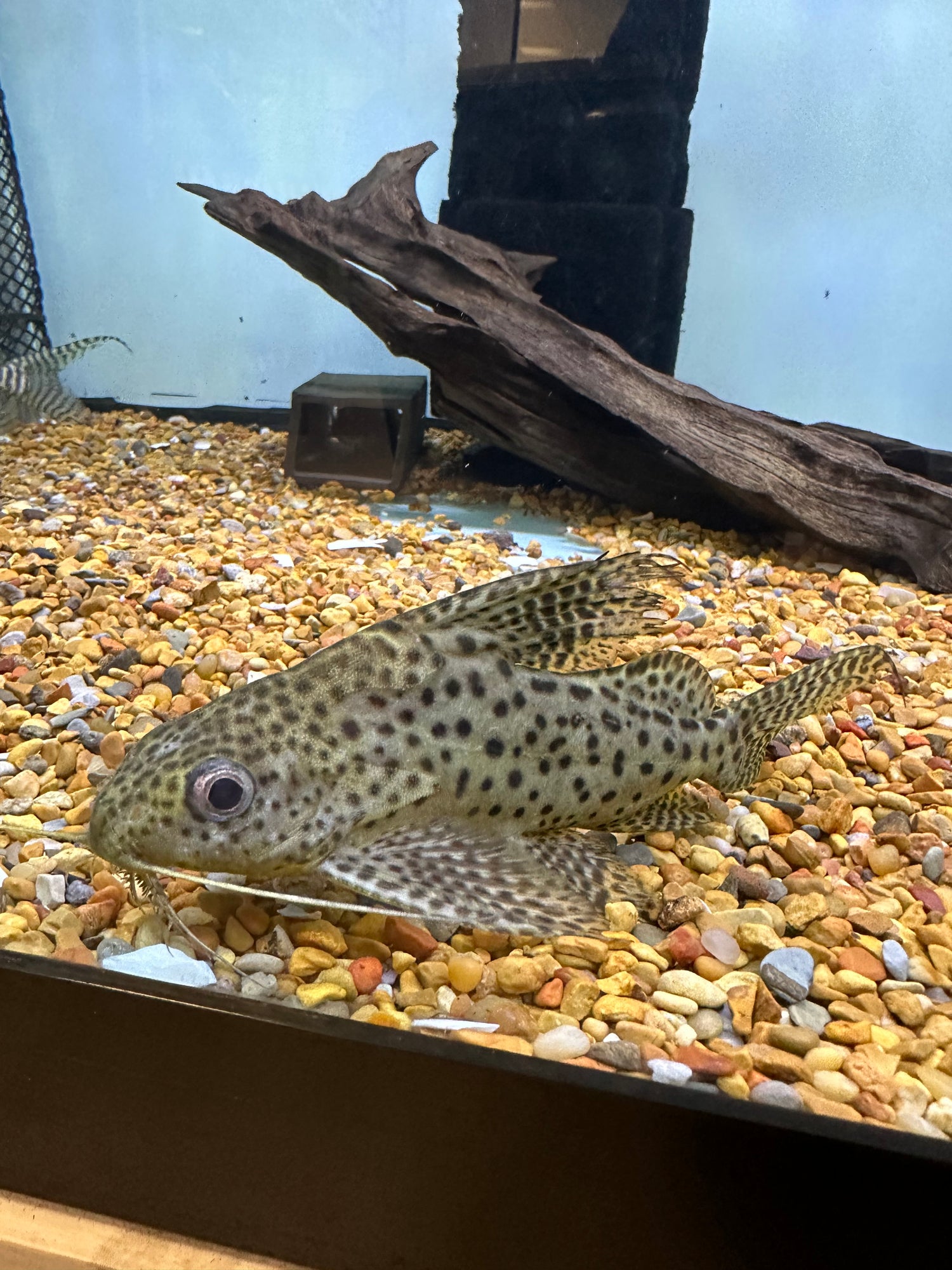 Featherfin Synodontis (5-6”)