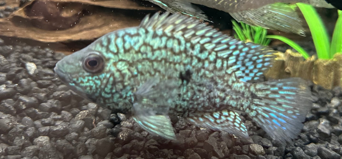 Carpintis Cichlid (5”)