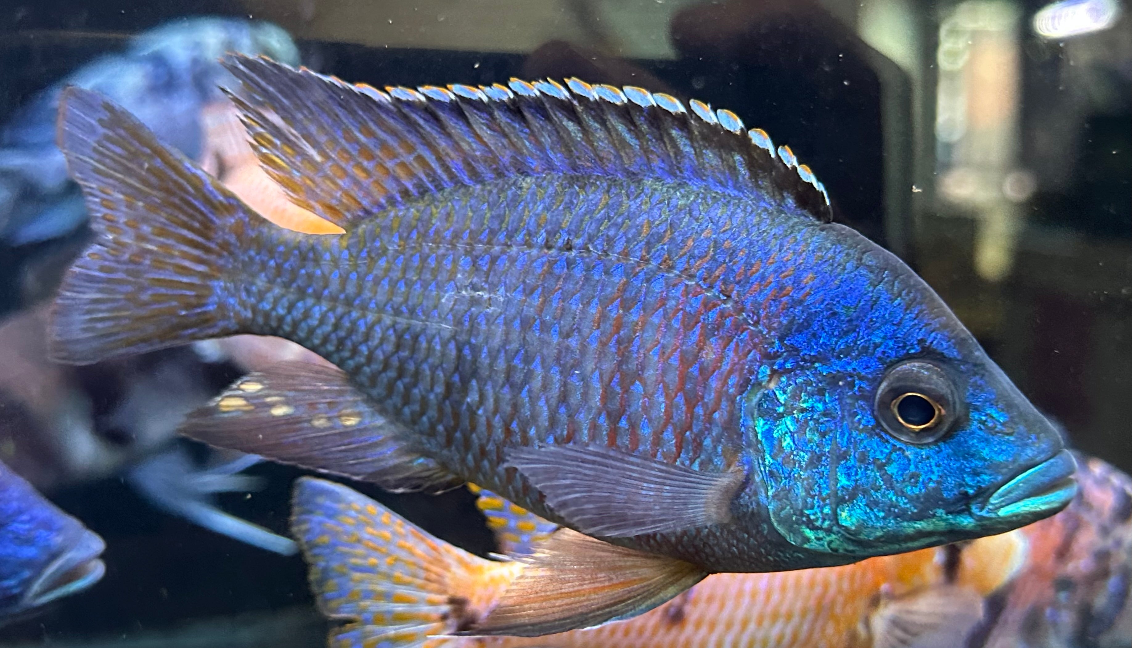 XL Red Shoulder Peacock Cichlid (5.5-6”)