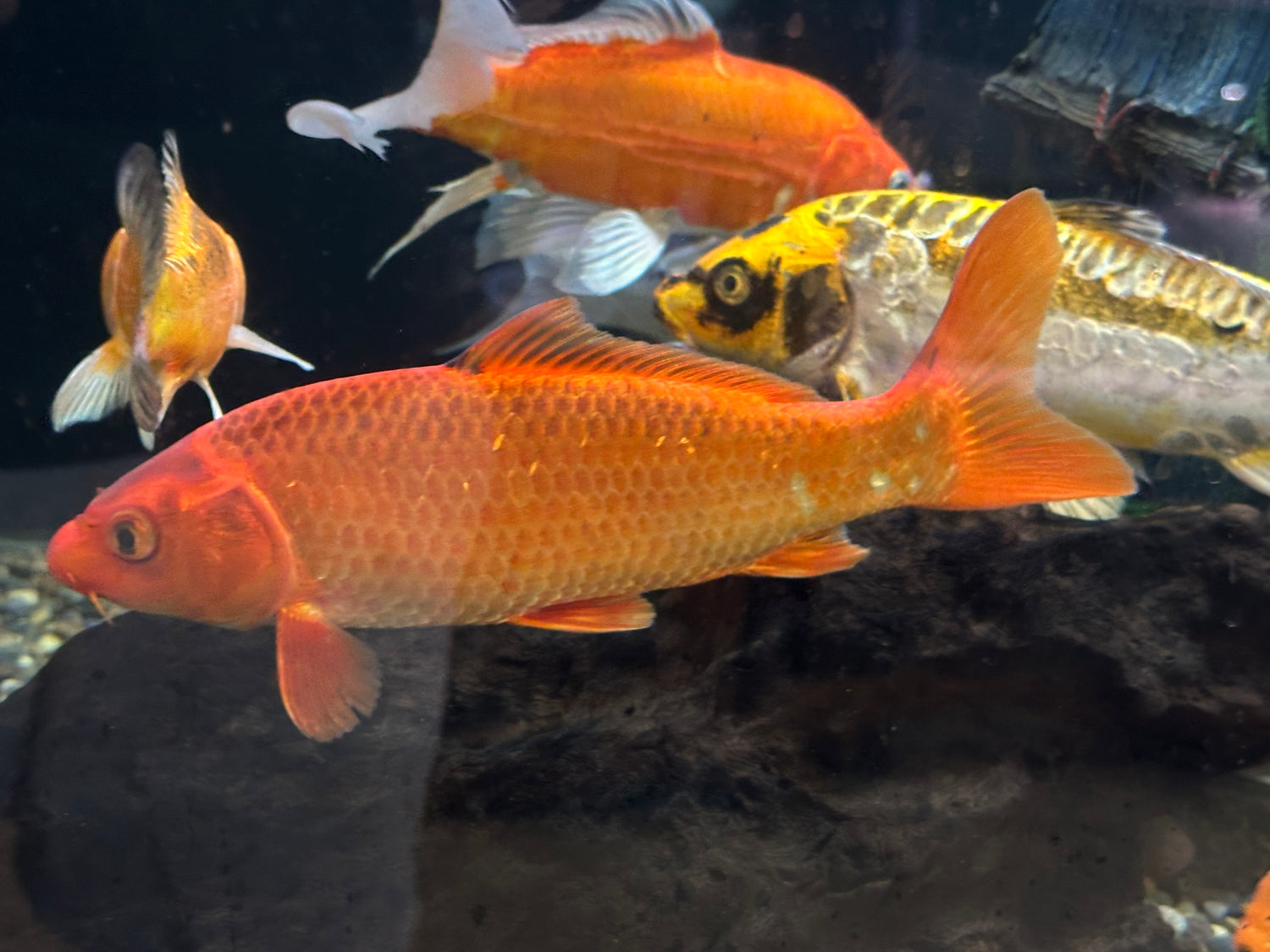 Large Assorted Koi (8-9”)