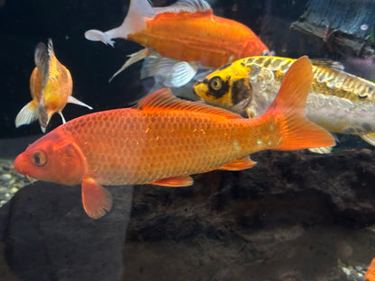 Large Assorted Koi (8-9”)
