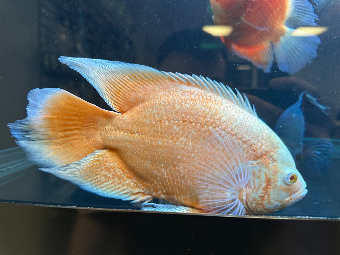 Jumbo Longfin Albino Red Oscar (8-9”)
