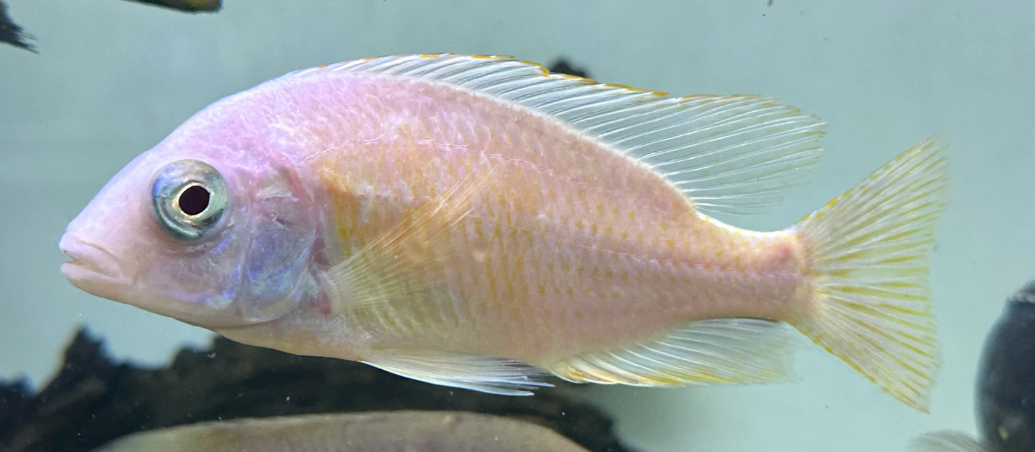 Albino Taiwan Reef Cichlid (5”+)