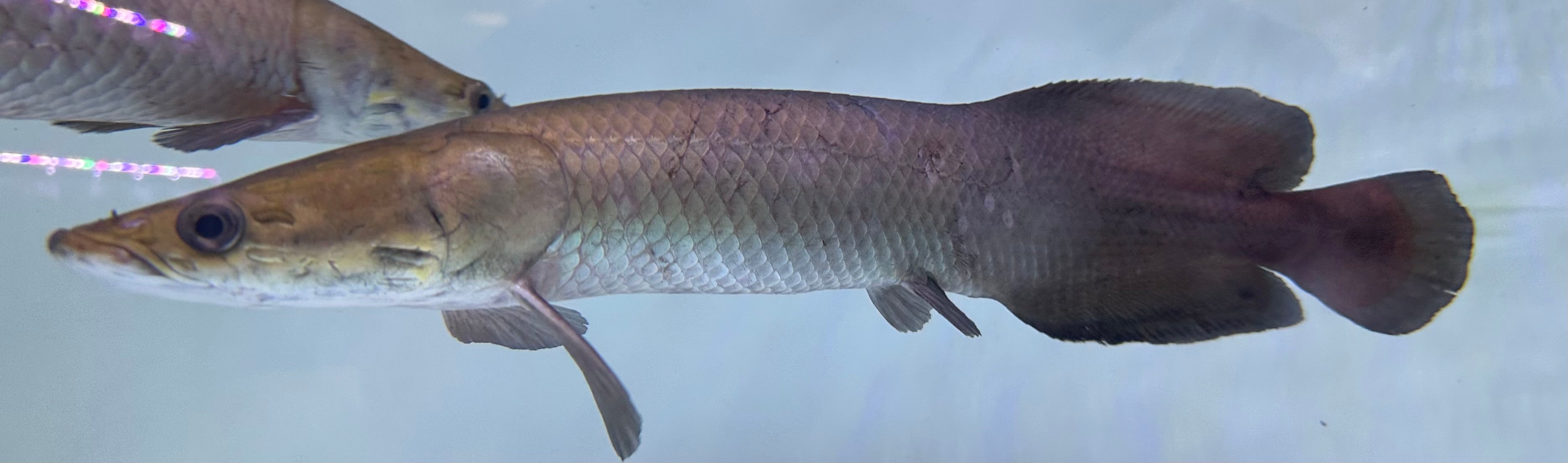 Large Arapaima (16-18”)