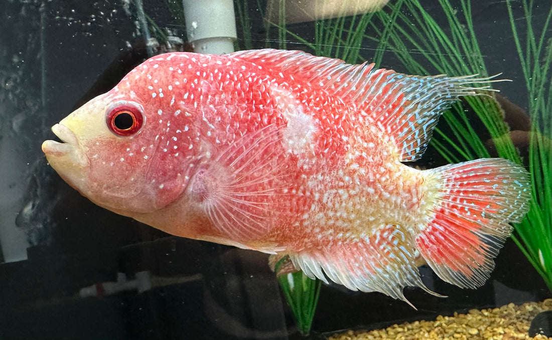 Female Fader Flowerhorn (6”)