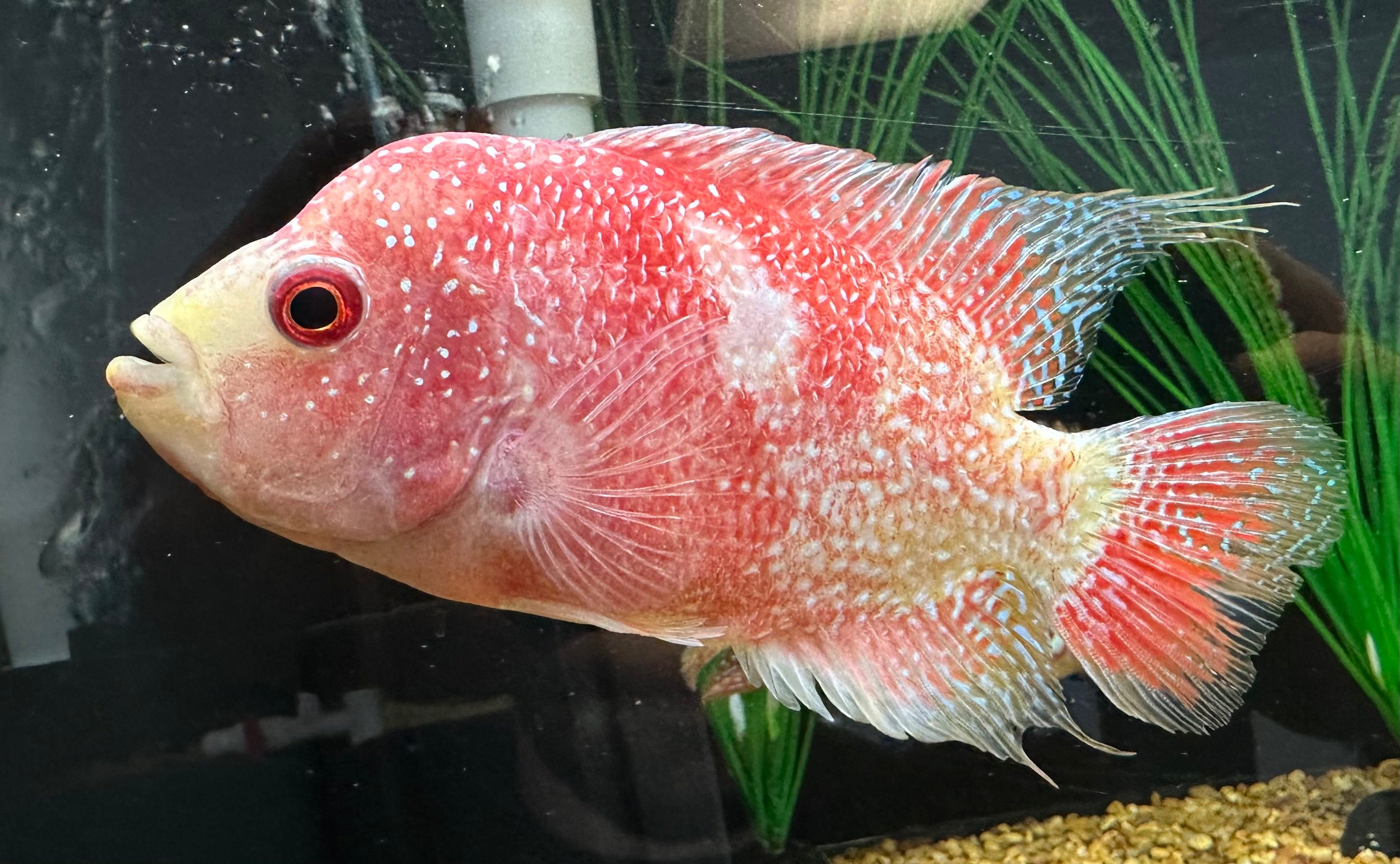 Flowerhorn del sueño de los bomberos femeninos (6”)