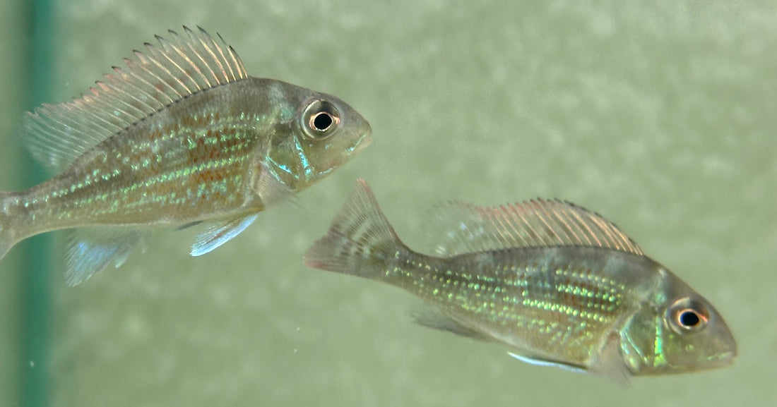 Geófago de Sveni (2”)