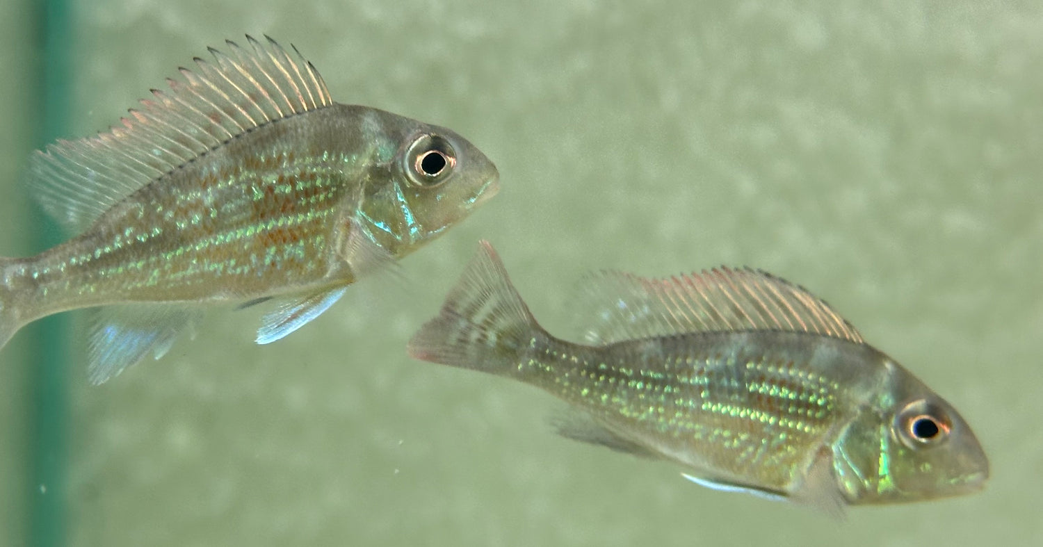 Geófago de Sveni (2”)