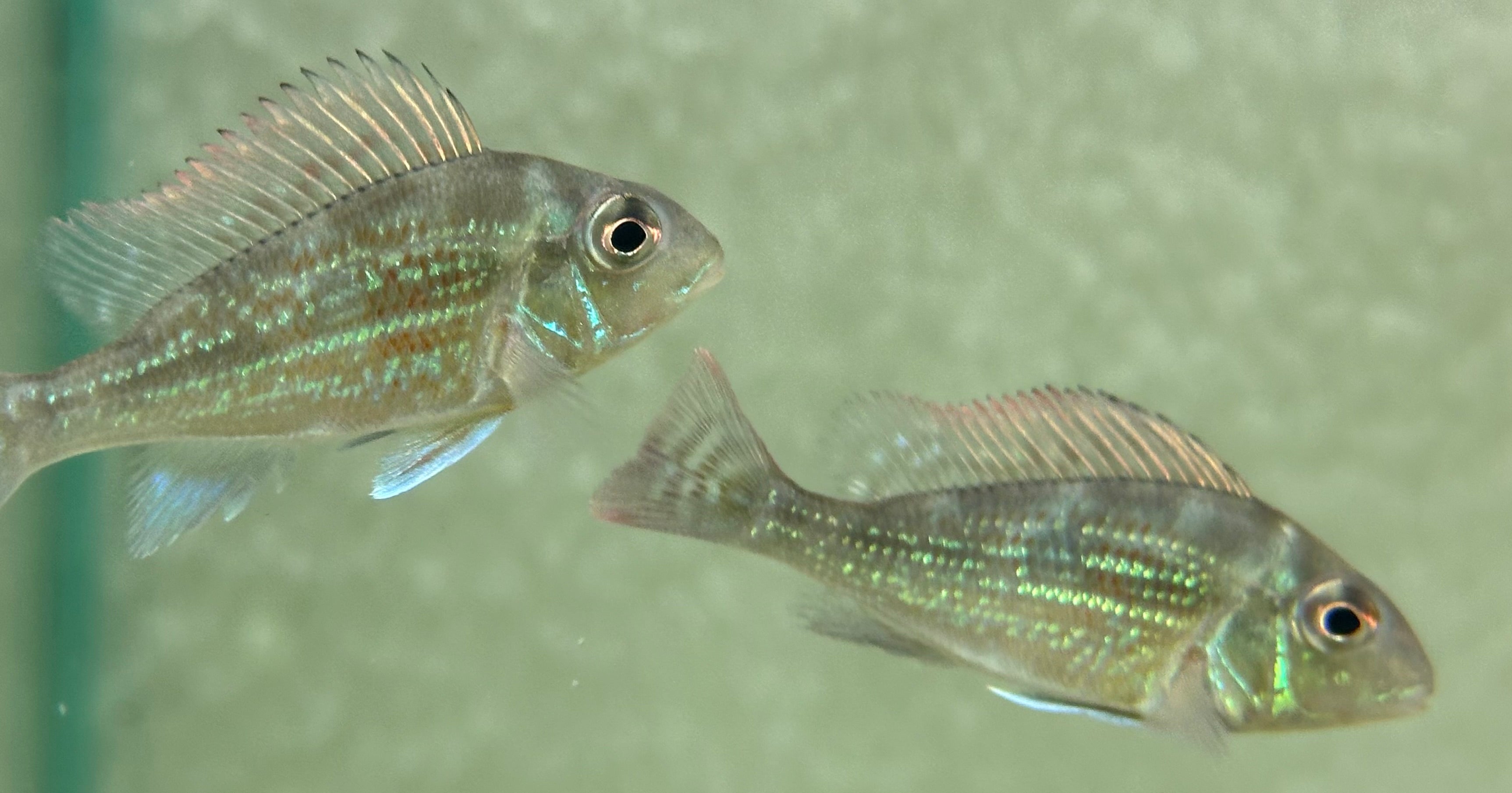 Geófago de Sveni (2”)