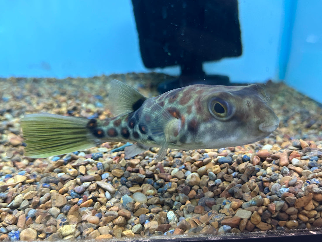 Cross River Puffer (6-6.5”)