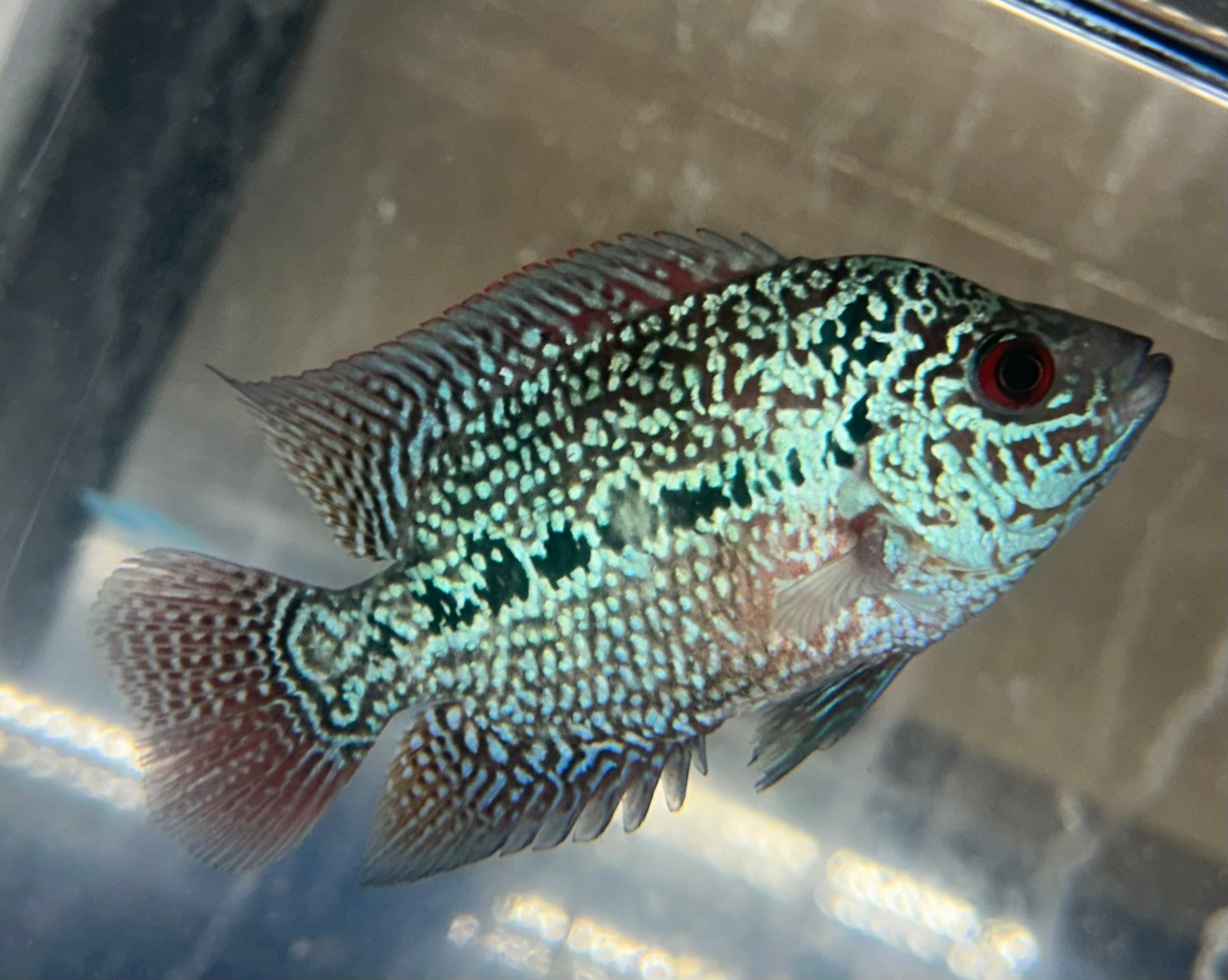 Female Flowerhorn (3.5-4”)