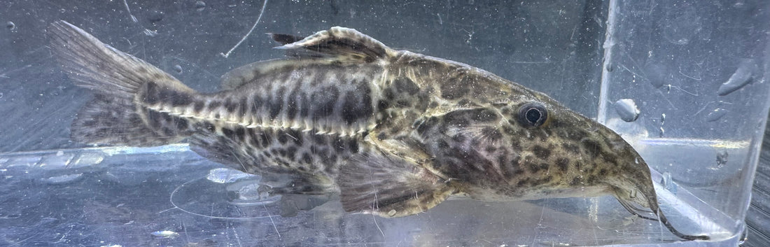 Super Shortbody Ripsaw Catfish (2.5”)