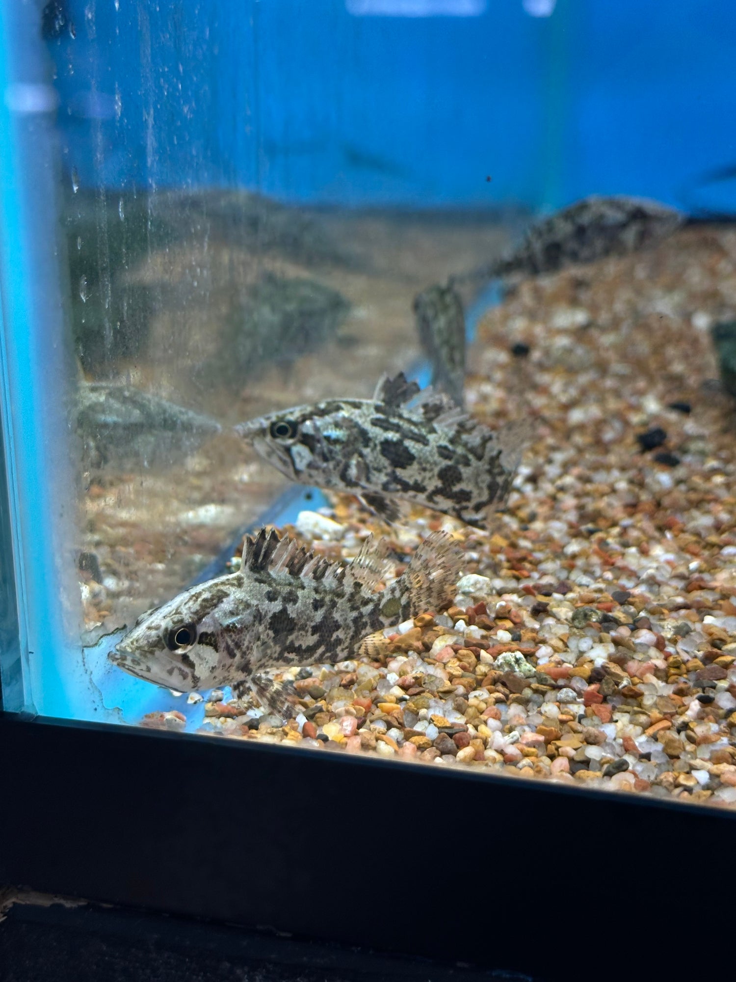 Asian Leaf Fish (1.5-2”)