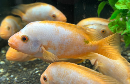 Creamsickle Midas Cichlid (6-7”)