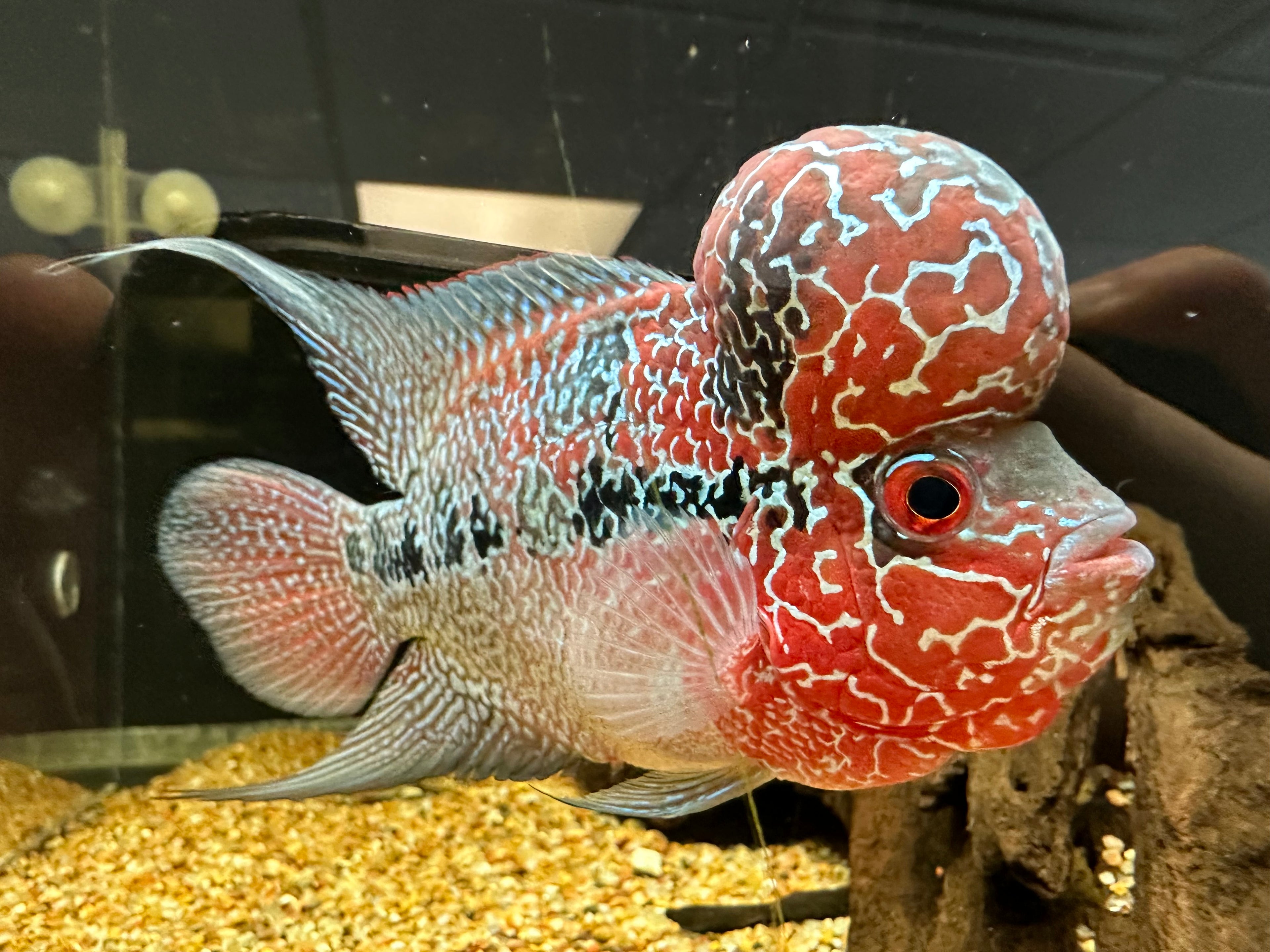 Super Red Dragon Flowerhorn (4.5-5”)