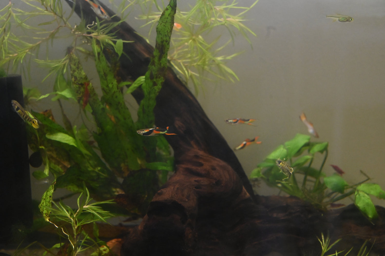 Assorted Male Endlers (.75-1”)