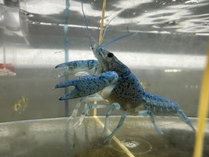 Blue Crayfish (2.5”)