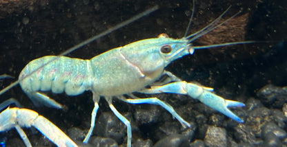 Australian Cherax Crayfish (2.5-3”)