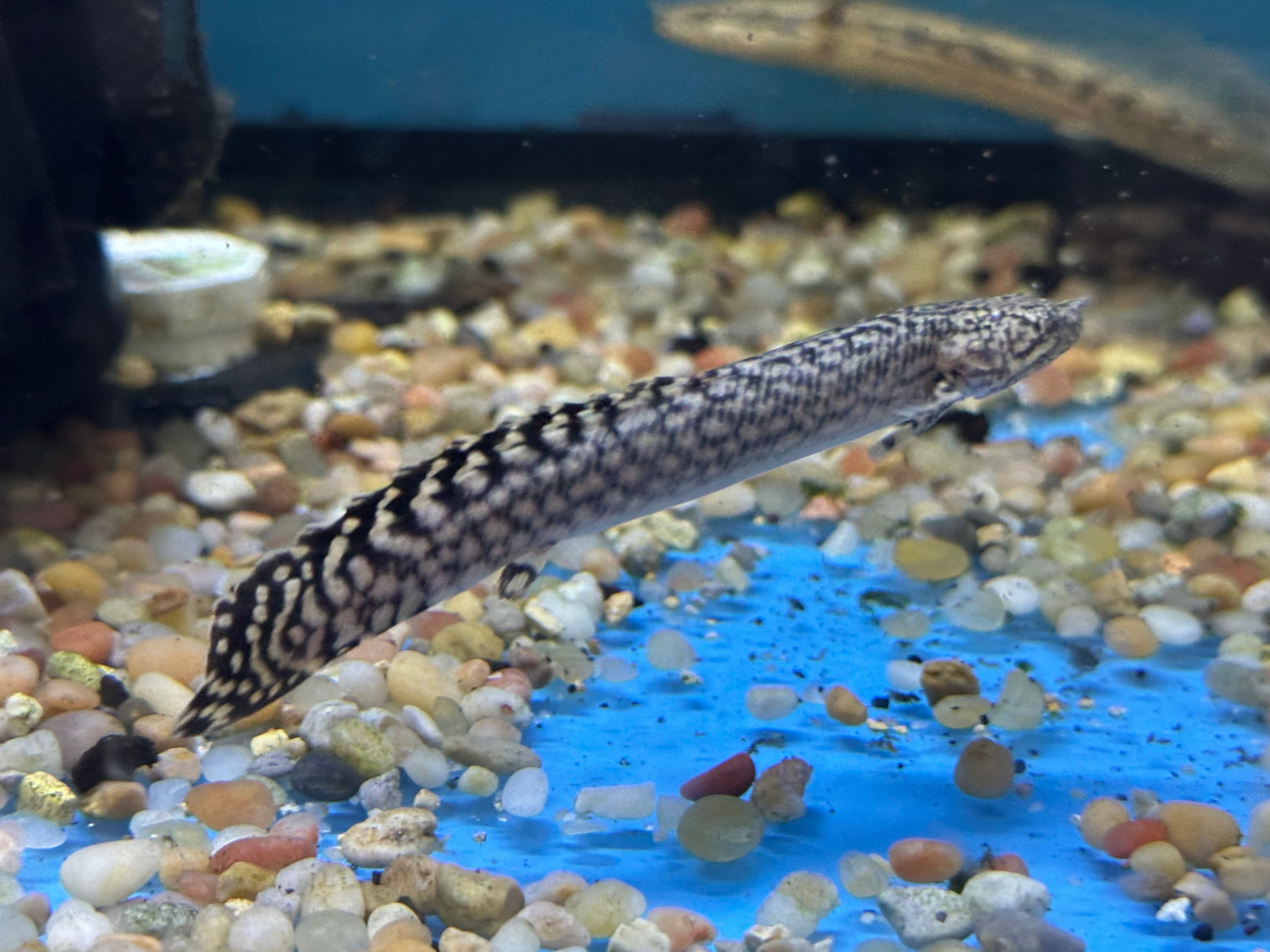 Ornate Polypterus (3.5”)