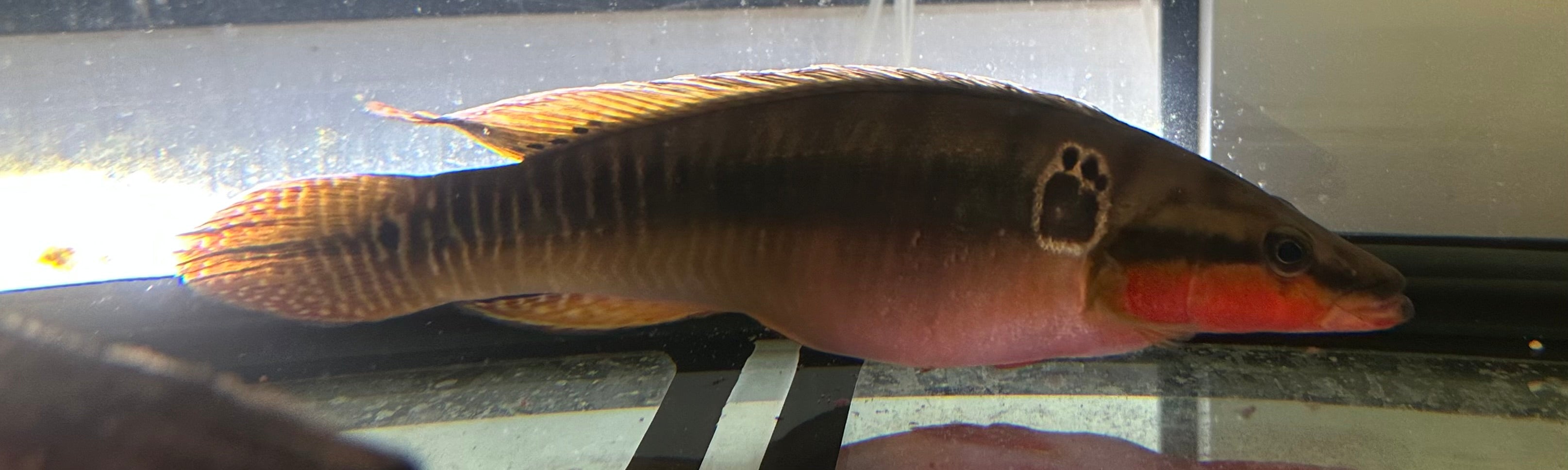 XL Zebrina Pike Cichlid (13-14”)