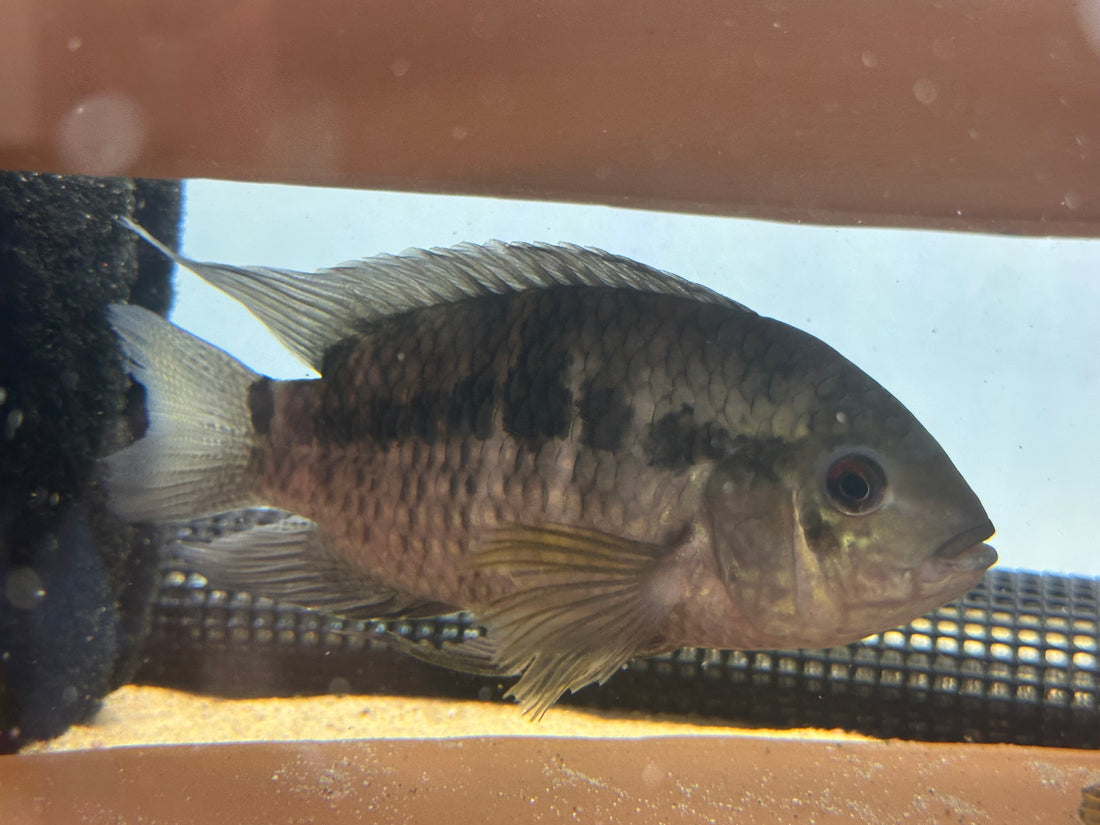 Large Black Acara Cichlid Breeding Pair (5.5-6”)