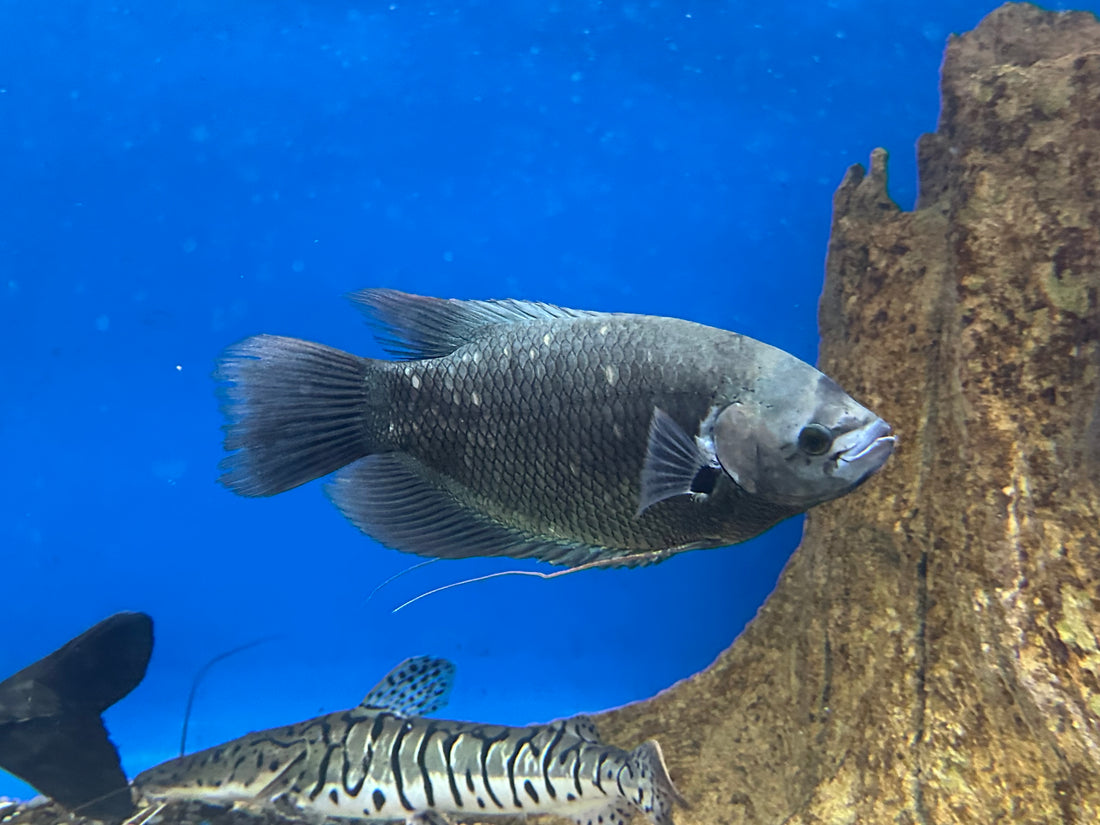 LARGE Redtail Giant Gourami (11-12”)