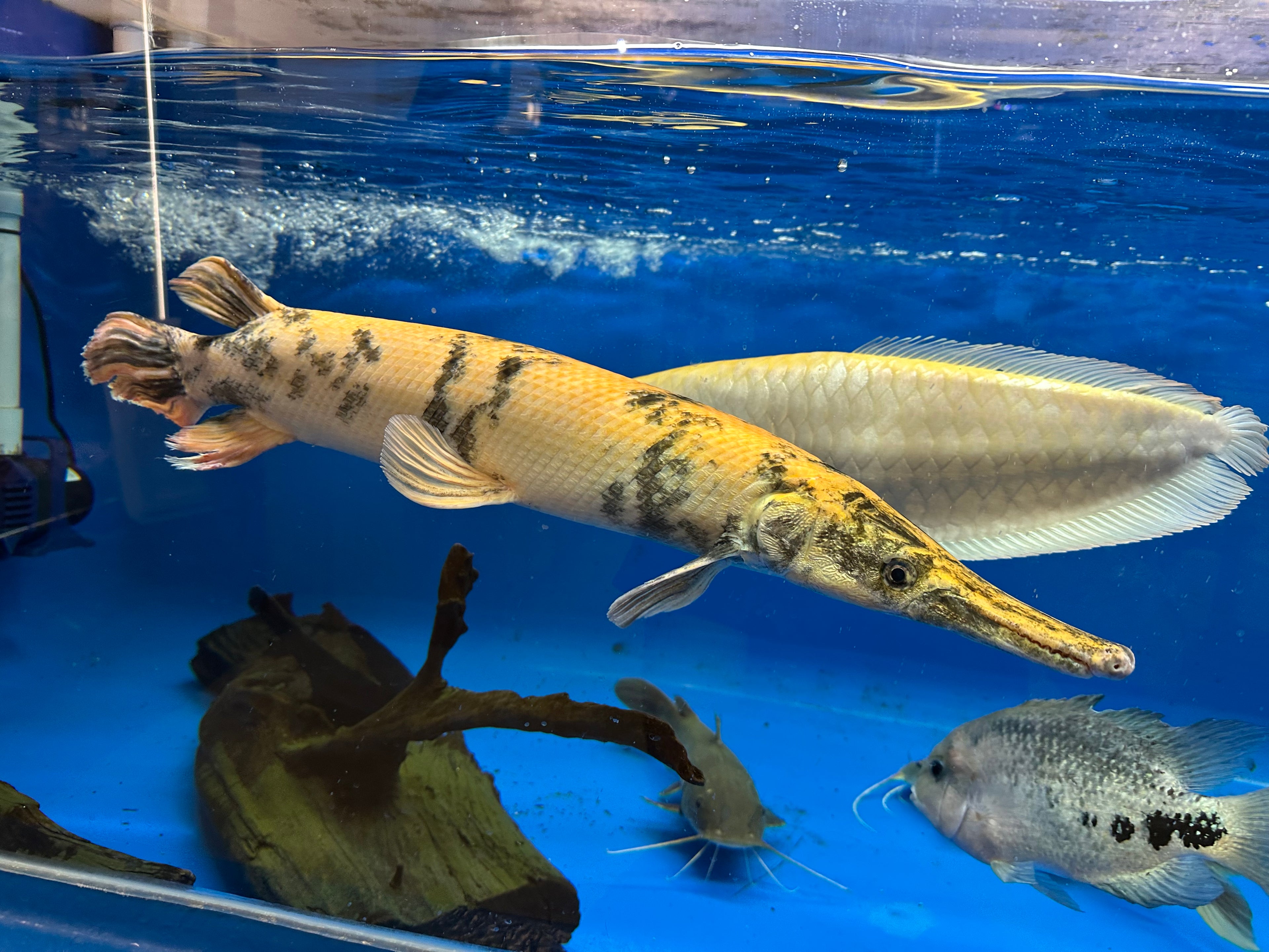 XXL Gold Marble Alligator Gar (28”+)