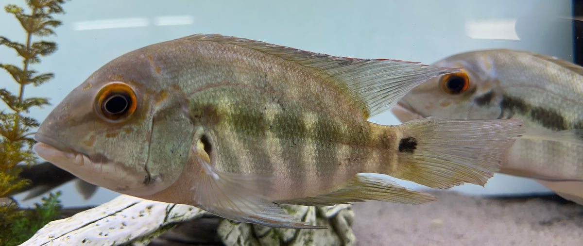 True Parrot Cichlid (6”)