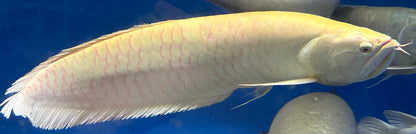 JUMBO Albino Silver Arowana (28-30”+)