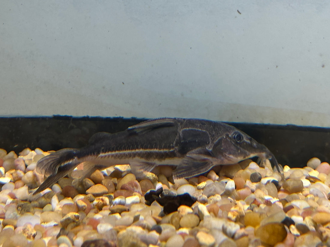 Nemadoras humeralis Catfish (2.5-3”)