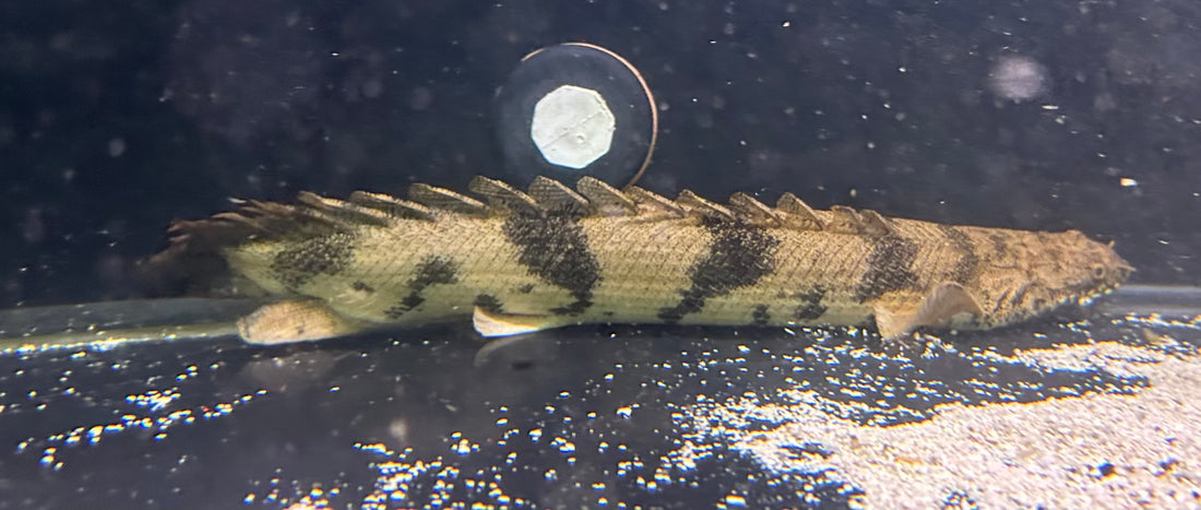 Endlicheri Polypterus (14-15”+)