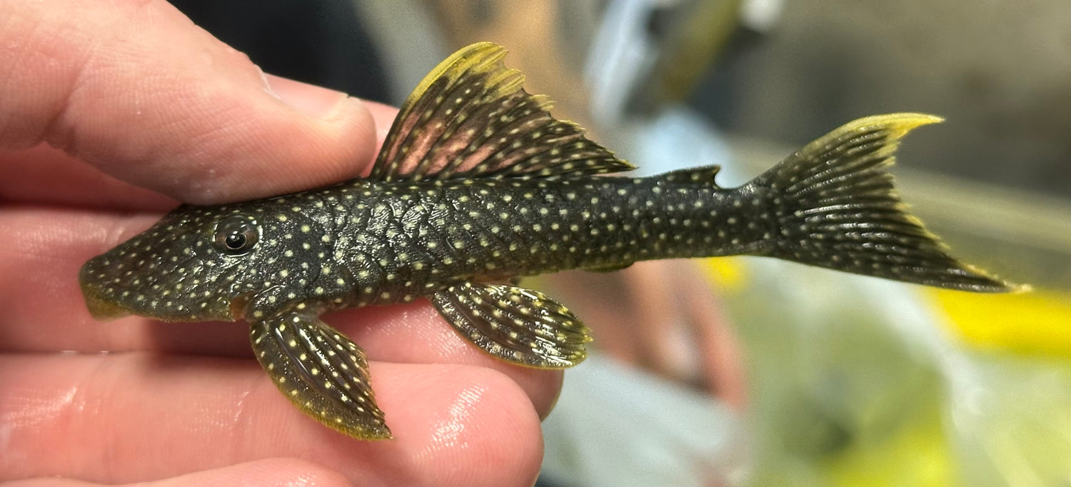 L067 Yellow Edged Pleco (3-3.5”)