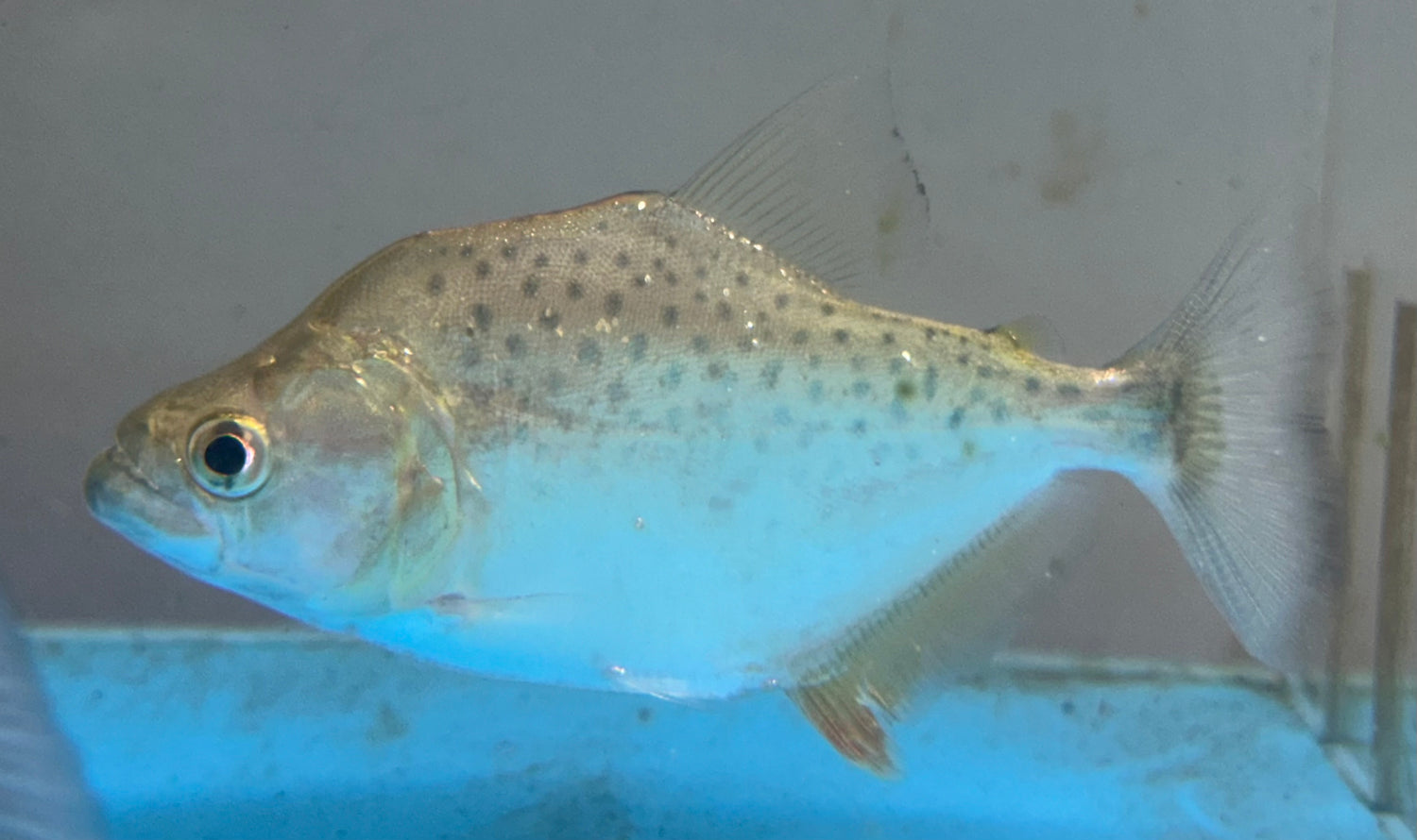 Black Rhom Piranha (4-4.5”)
