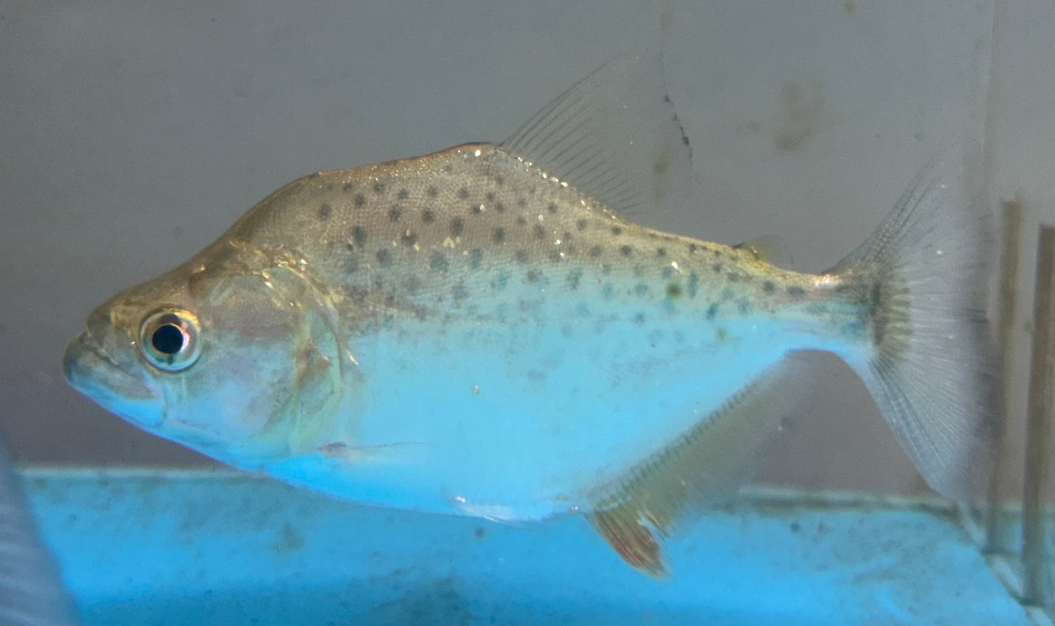 Black Rhom Piranha (4-4.5”)