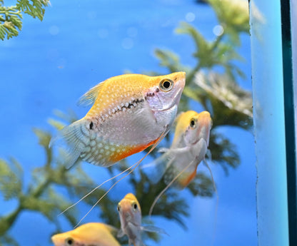 Balloon Pearl Gourami (1.75-2”)