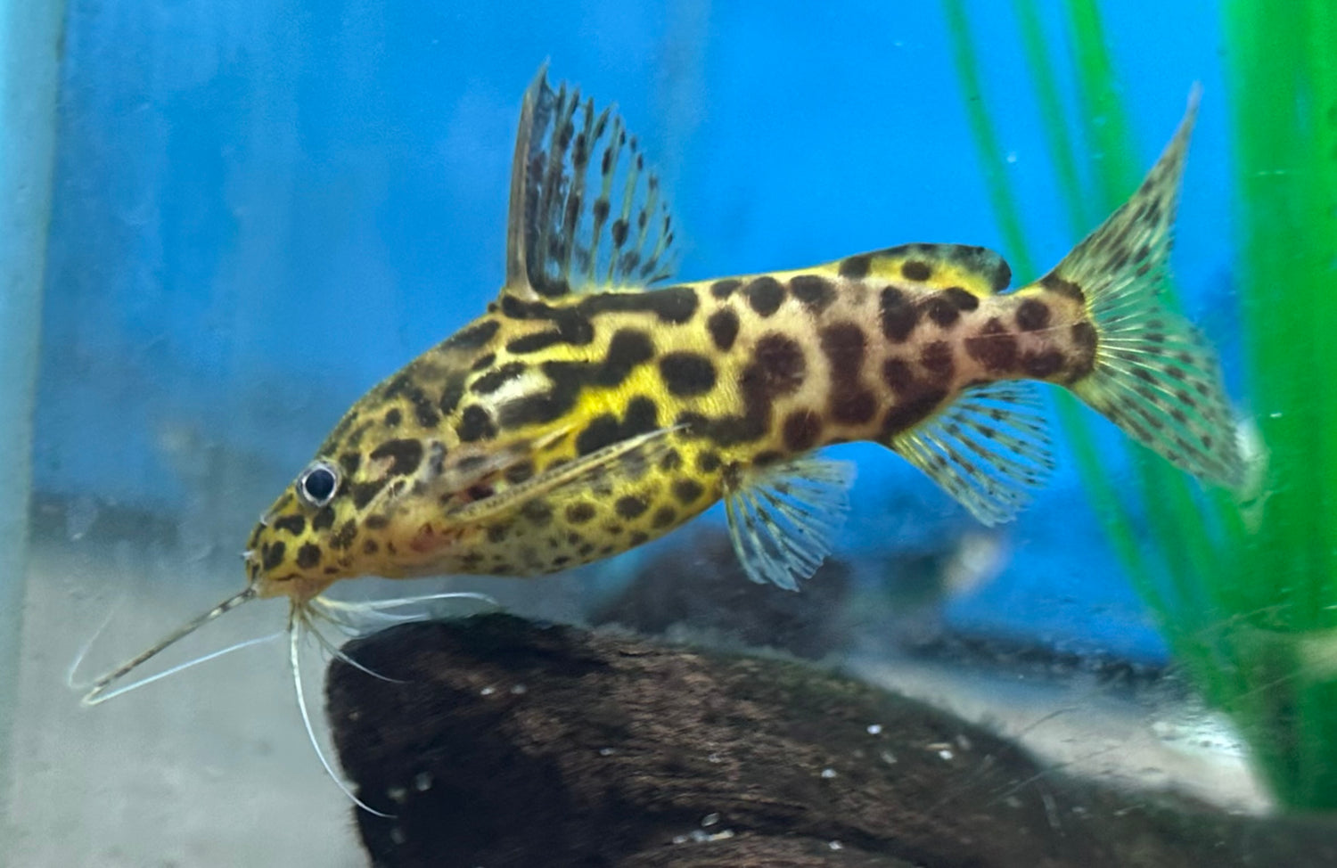 Bagre Schoutedenti Synodontis (3”)