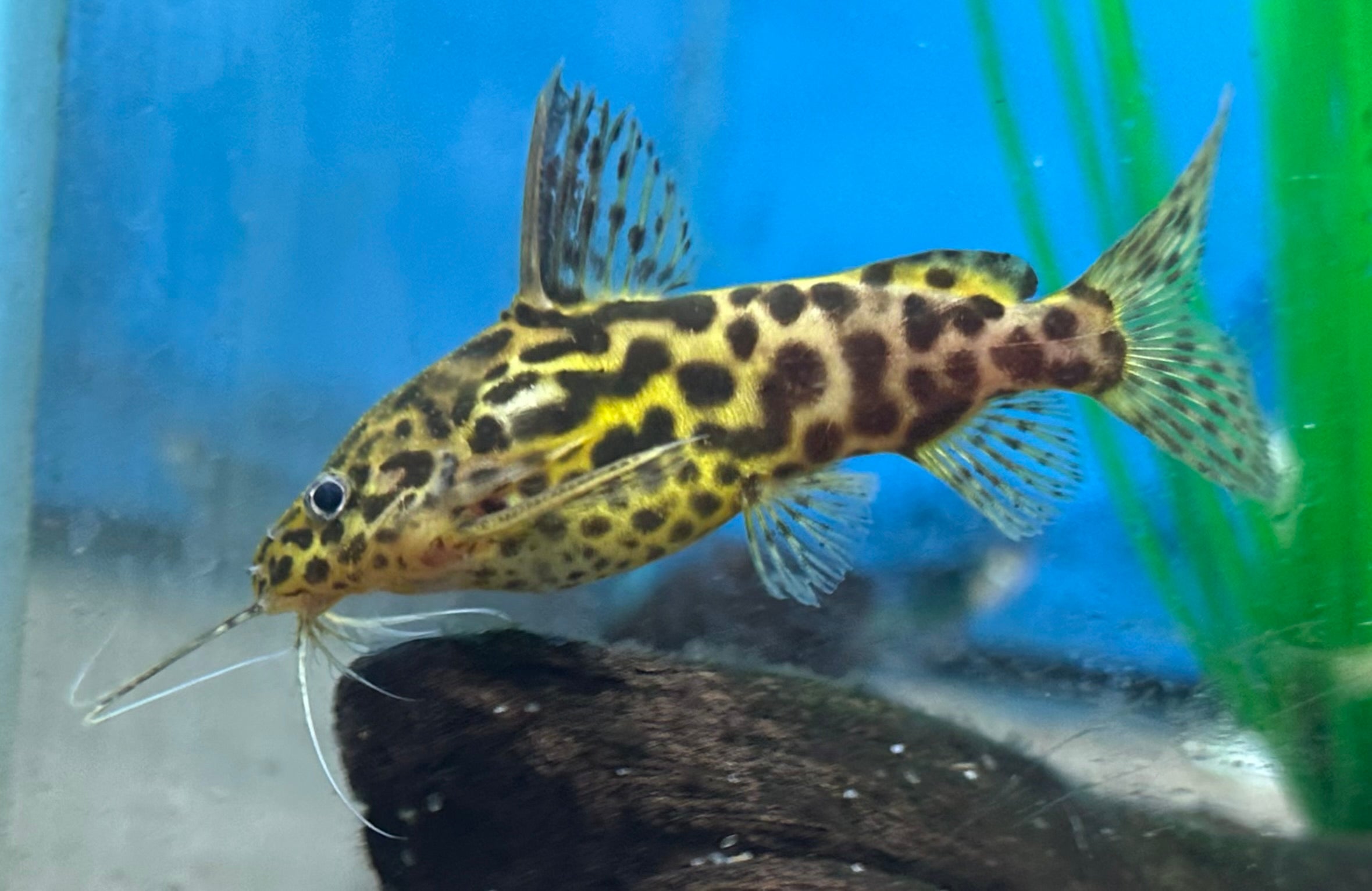 Bagre Schoutedenti Synodontis (3”)
