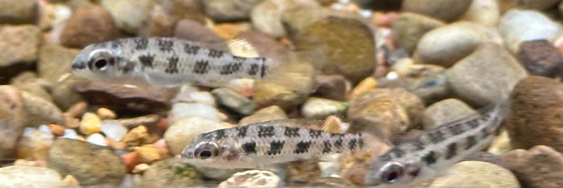 Spade Tail Checkerboard Cichlid (1-1.25”)